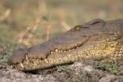 Botswana - Chobe