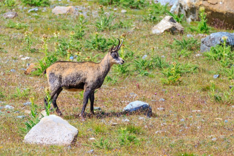 Parco Nazionale Gran Paradiso