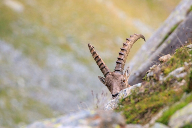 Parco Nazionale Gran Paradiso - Stambecco