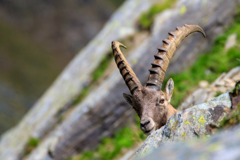 Parco Nazionale Gran Paradiso