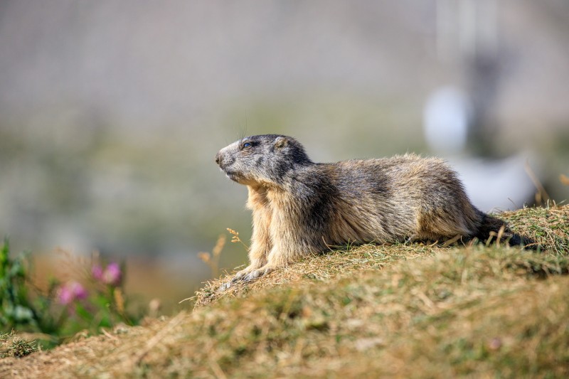 Parco Nazionale Gran Paradiso