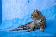 Marocco - Chefchaouen