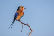 Etosha - Coracias garrulus