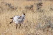 Etosha - Sagittarius serpentarius