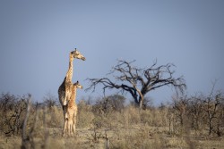 Botswana