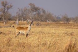 Botswana