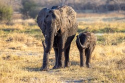 Botswana