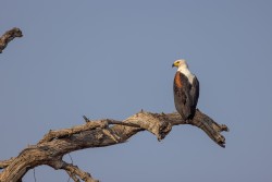 Botswana - Chobe