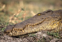 Botswana - Chobe